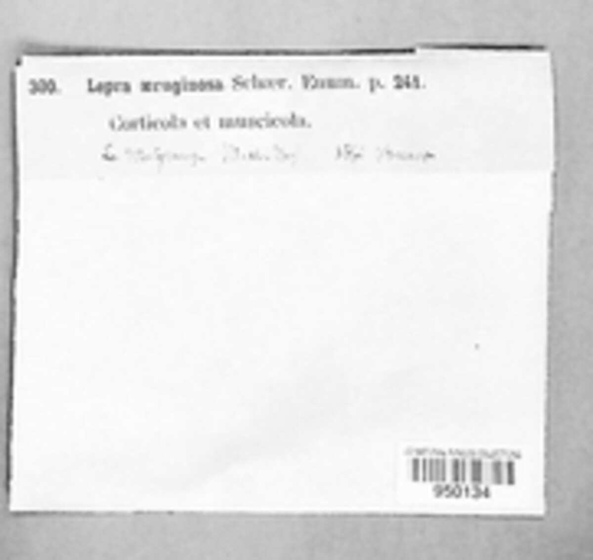 Lepra aeruginosa image